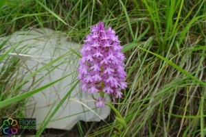 Anacamptis pyramidalis (4)2